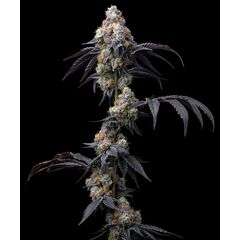 Rainbow Sherbet, Фасовка: 3